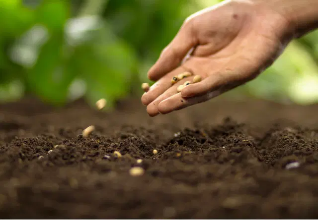 Seed Sector Growth Trends and Global Expansion - Case Study